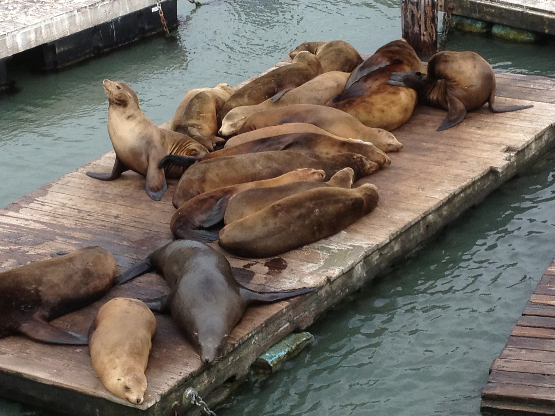 Zeeleeuwen liggen te zonnen op de houten vlotten bij Pier 39 in San Francisco