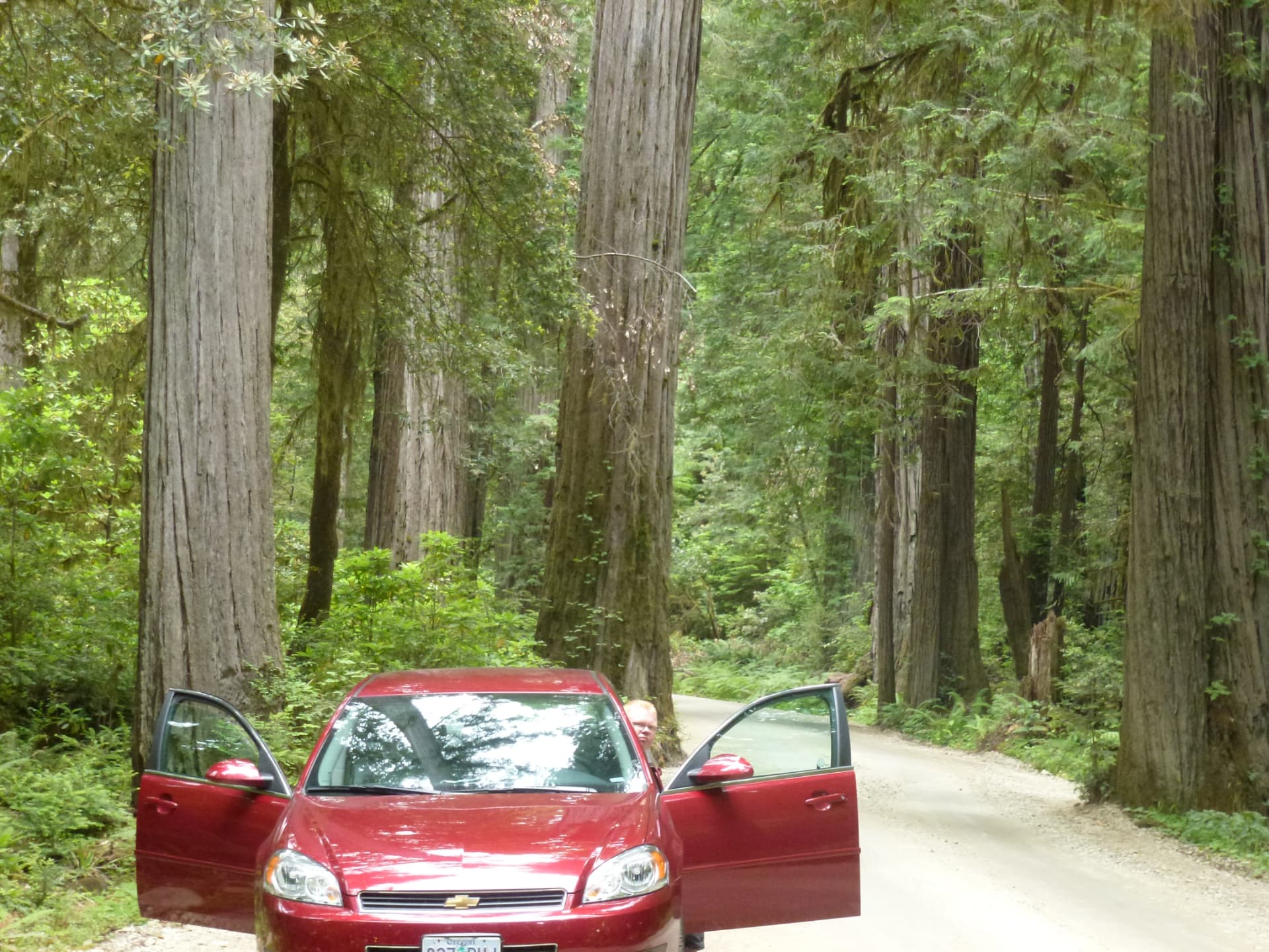 Rode Chevrolet Impala op een onverharde weg tussen enorme redwoods